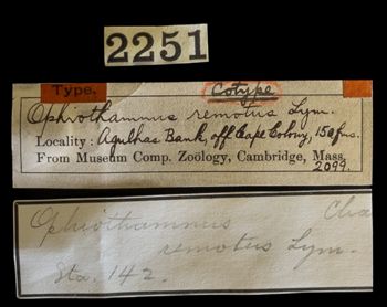 Media type: image;   Invertebrate Zoology OPH-2099 Description: Original handwritten specimen labels;  Aspect: labels